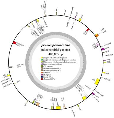 Complete mitochondrial genome of the endangered Prunus pedunculata (Prunoideae, Rosaceae) in China: characterization and phylogenetic analysis